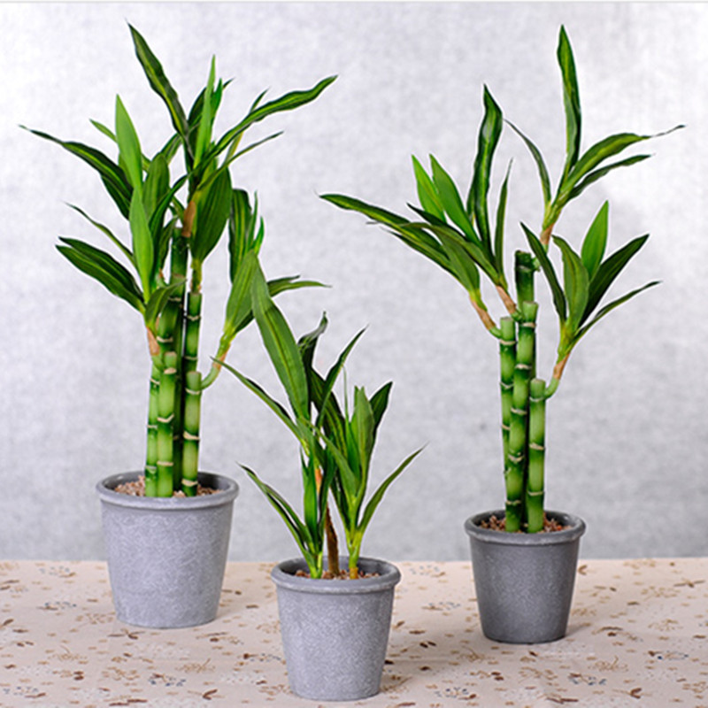 New 40cm rFtificial Lucky Bamb – Echeveria Succulent recenzja i cena