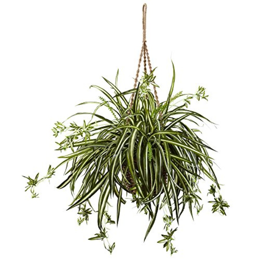 Spider Plant Hanging Basket fo – Spider Plant Hanging recenzja i cena
