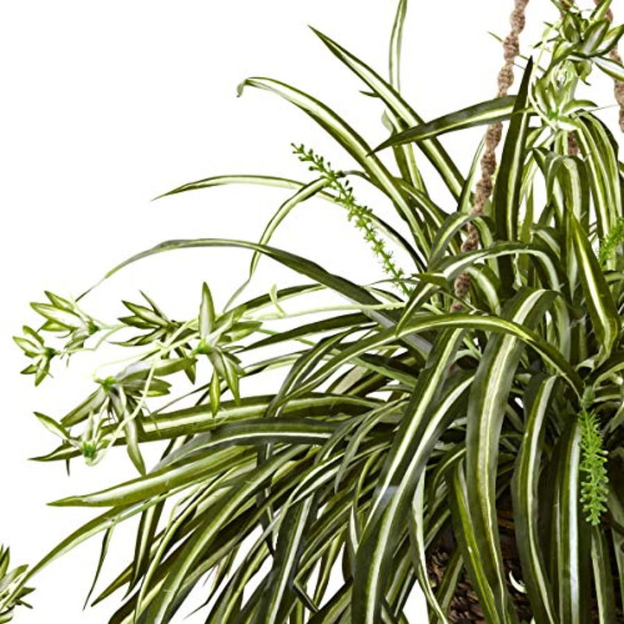 Spider Plant Hanging Basket fo – Spider Plant Hanging recenzja i cena
