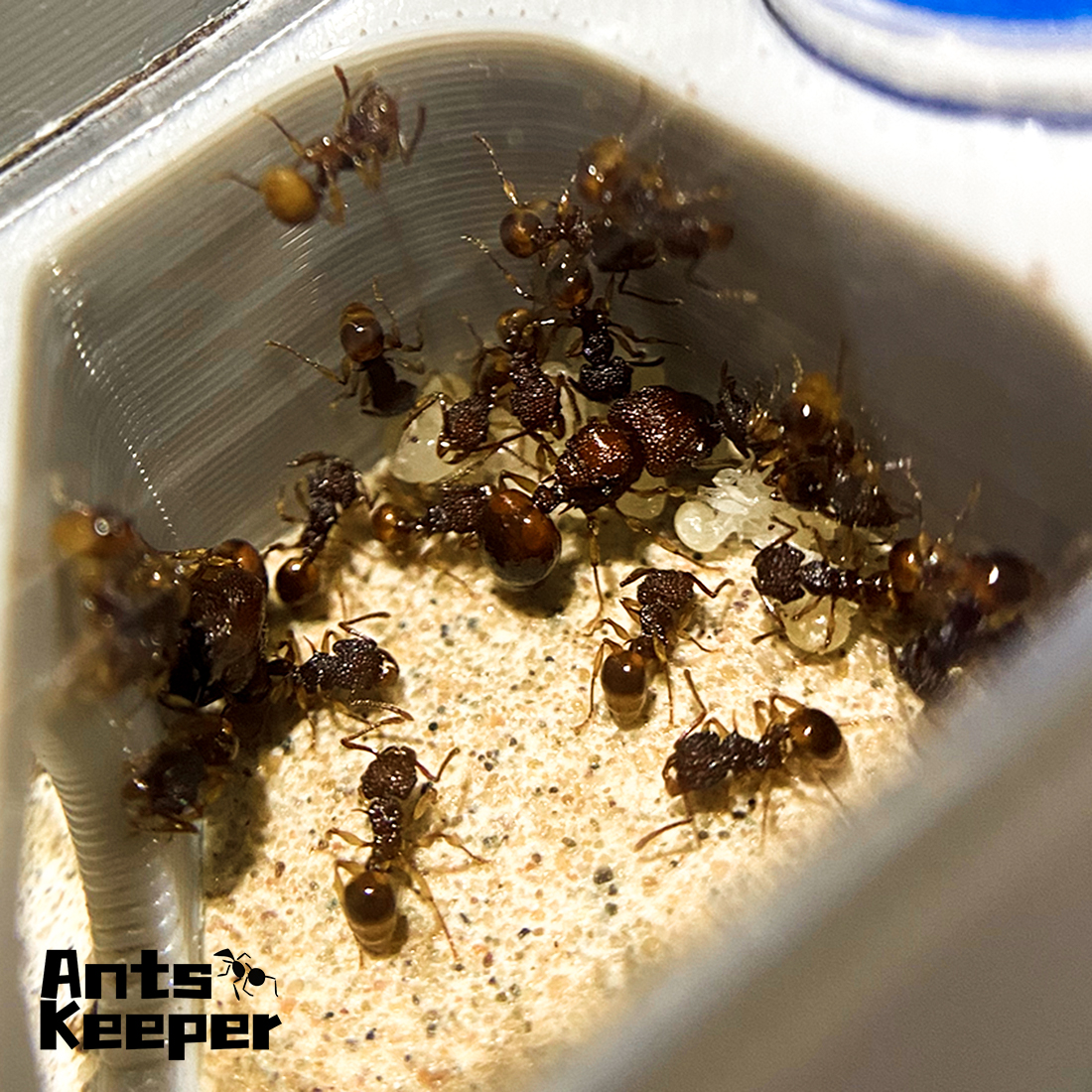 【Basic Farm】Ants Farm with Wat – Begonia Rex recenzja i cena
