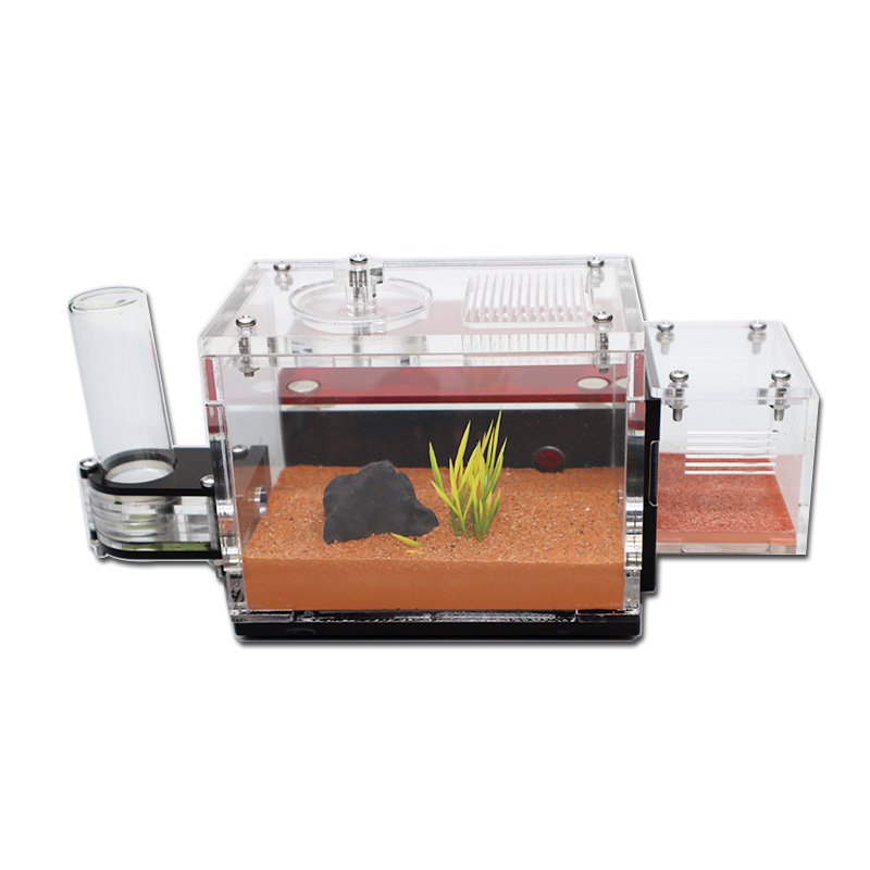 Yellow Soil Ant Farm with Exte – Begonia Rex recenzja i cena