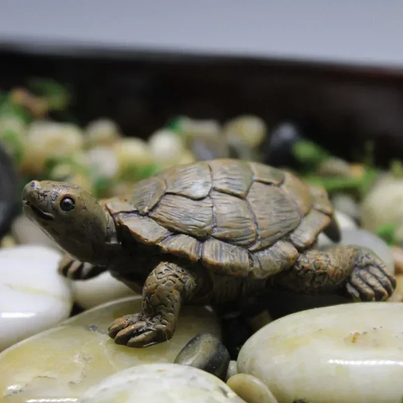 Simulation of Small Turtle Res – Echeveria Succulent recenzja i cena
