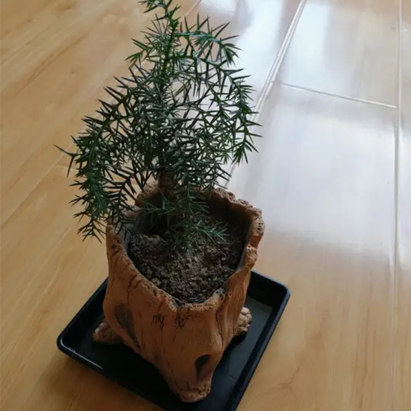 Imitation Wooden Stakes Tree R – Echeveria Succulent recenzja i cena
