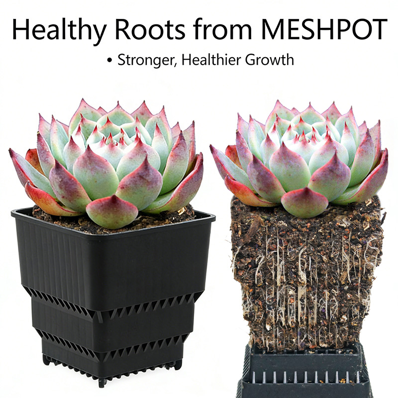 MESHPOT 6-Pack Square Pots for – Echeveria Succulent recenzja i cena