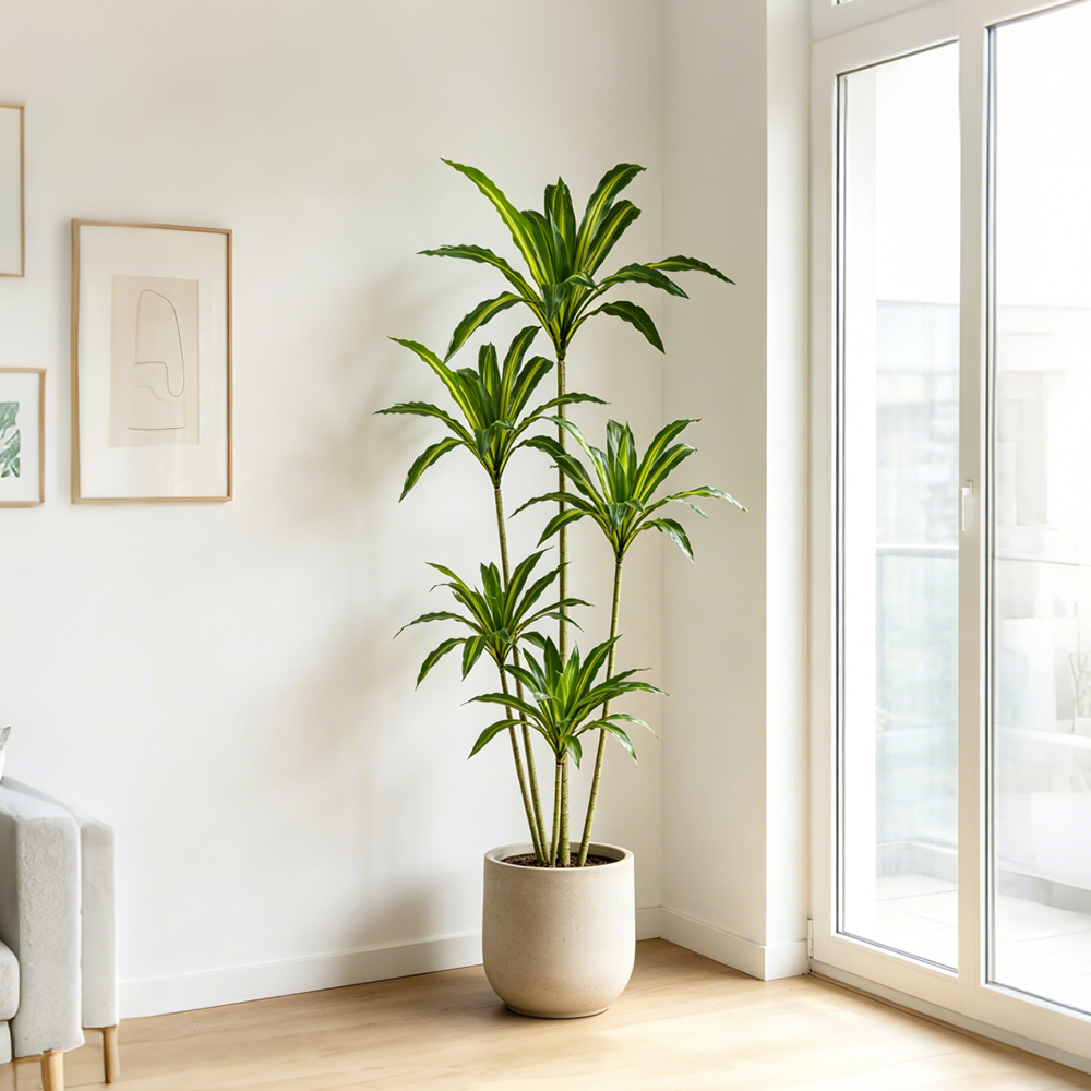 80-165cm Large Artifcial Draca – Dracaena Marginata recenzja i cena