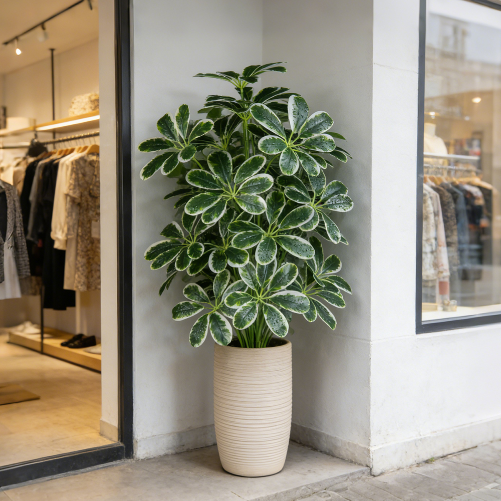 50-75cm Artifficial Maranta Pl – Dracaena Marginata recenzja i cena