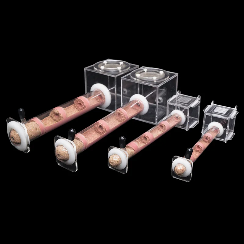 DIY Various Size Ant Farm Bamb – Begonia Rex recenzja i cena