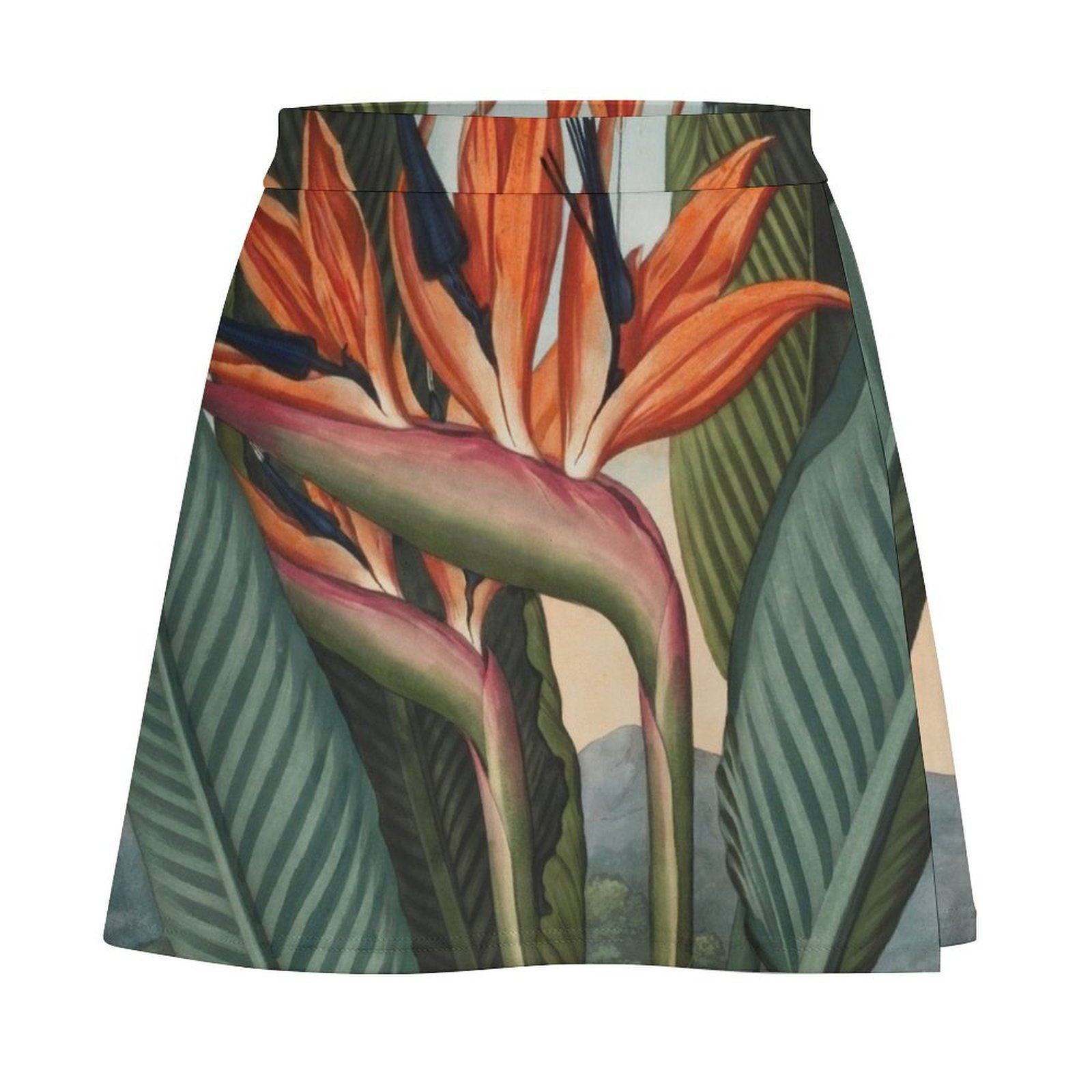 Botanical illustration: Bird o – Bird Paradise Strelitzia recenzja i cena