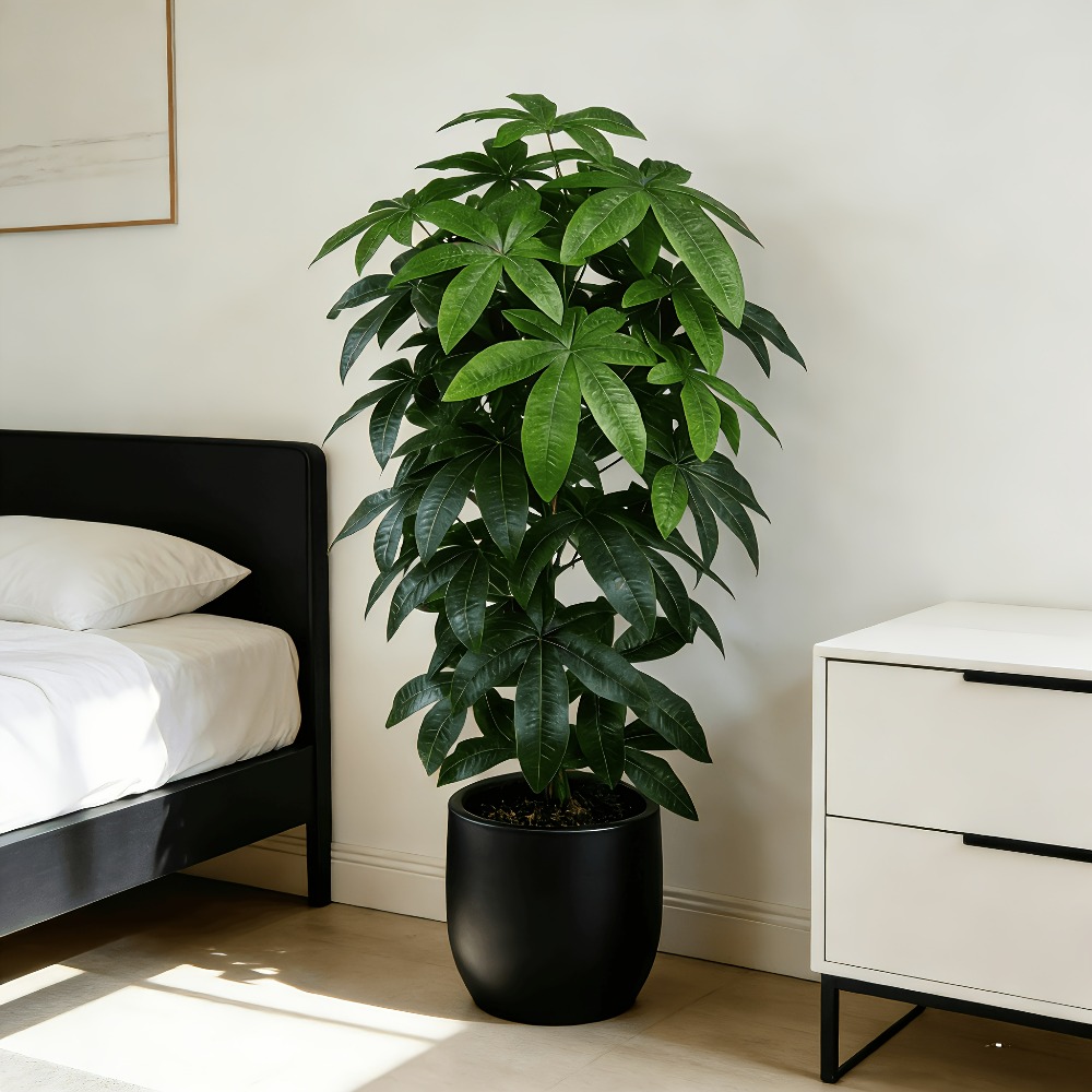 An Artificial Money Tree Pachi – Dracaena Marginata recenzja i cena